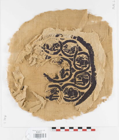 orbiculus ; fragments