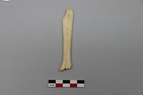 manche, fragment