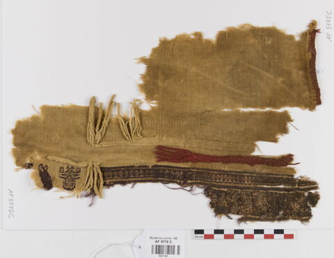clavus ; encolure ; fragment