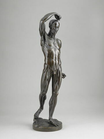 Homme écorché debout, le bras droit élevé, image 2/15