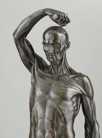 Homme écorché debout, le bras droit élevé, image 7/15