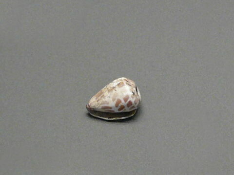 coquillage ; perle, image 4/4