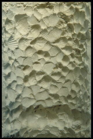 moule, fragment, image 2/2