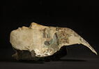 masque de momie, image 4/4