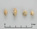 perles  ; coquillage, image 1/4