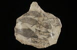 ostracon figuré, image 4/4