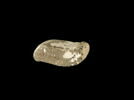 osselet, image 1/2