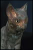 cercueil de chat ; momie de chat, image 6/9