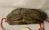 scarabée, image 3/4