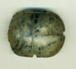 scarabée à ventre détaillé, image 1/2