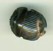 scarabée à ventre détaillé, image 1/2