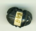 scarabée à ventre détaillé, image 1/2