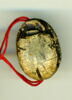 scarabée, image 2/2