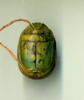 scarabée, image 2/2