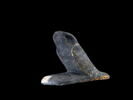 figurine d'oiseau akhem ; statue de Ptah-Sokar-Osiris, image 1/4