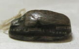 scarabée, image 6/6