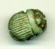 scarabée à ventre détaillé, image 1/2