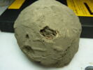 bouchon de jarre en calotte ; empreinte de sceau, image 6/6