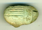 scarabée à ventre détaillé, image 1/2