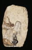 ostracon figuré, image 1/2