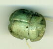 scarabée à ventre détaillé, image 1/2
