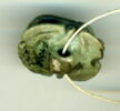 scarabée à ventre détaillé, image 2/2