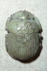 scarabée à ventre détaillé, image 1/2
