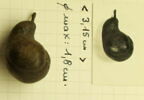 gousse d'acacia, image 2/2
