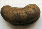 gousse d'acacia, image 1/2