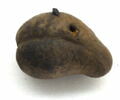 gousse d'acacia, image 1/2
