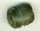 scarabée à ventre détaillé, image 1/2