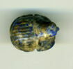 scarabée à ventre détaillé, image 1/2
