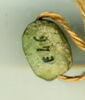 scarabée, image 2/2