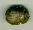 scarabée à ventre détaillé, image 1/2