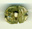 scarabée à ventre détaillé, image 2/2