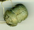 scarabée à ventre détaillé, image 1/2