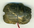 scarabée à ventre détaillé, image 1/4