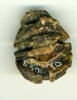 scarabée à ventre détaillé, image 2/2