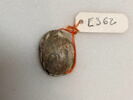 scarabée, image 2/2