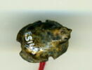 scarabée, image 1/2