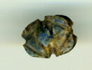 scarabée, image 2/2
