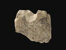 ostracon figuré, image 2/3