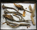 fleur de lotus blanc ; fragments, image 2/2