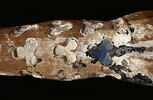 Pied de lit funéraire royal en forme de patte de vache, image 8/8