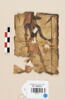 linceul peint, image 1/2