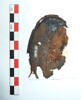 mule ; fragment, image 3/3