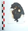 mule ; fragment, image 1/3