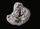 bouchon d'amphore, image 4/4