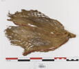 filet de tête ; fragment, image 1/3