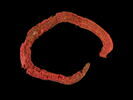 bandeau, image 1/2